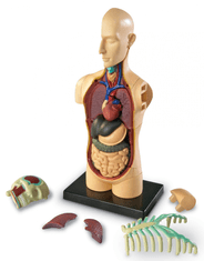 Learning Resources Anatomický model lidského těla - rozbaleno