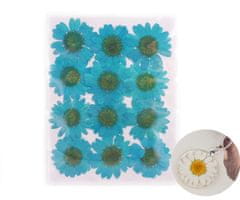 Kraftika Sušené a lisované květiny, modré barvené chryzantémy