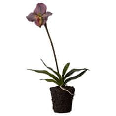 Lene Bjerre Orchidej (Paphiopedilum) s kořenovým balem fialová, 51 cm