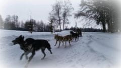 Stips.cz Noční mushing Javořickou divočinou