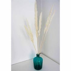 Decor By Glassor Okrasná tráva Pampa Cortaderia Selloana malá