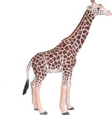 Mojo Žirafa samec