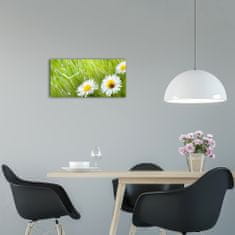 Wallmuralia Moderní skleněné hodiny na stěnu Sedmikrásky bílé 60x30 cm