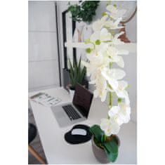 Europalms Orchidej se smetanovými květy, 80 cm