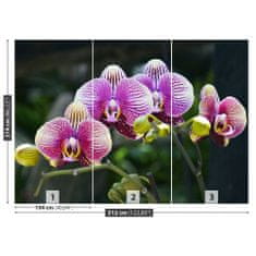 tulup.cz Fototapeta Fialová orchidej Fototapeta Vliesová 312x219 cm