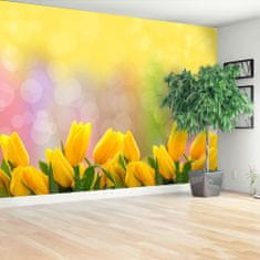 tulup.cz Fototapeta Žluté tulipány Fototapeta Samolepící 250x104 cm