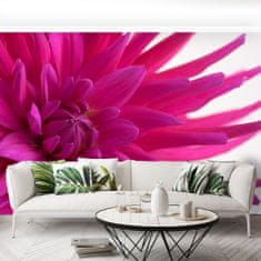 tulup.cz Fototapeta Dahlia Pink Fototapeta Samolepící 250x104 cm