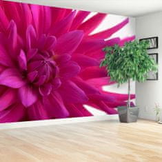 tulup.cz Fototapeta Dahlia Pink Fototapeta Samolepící 250x104 cm