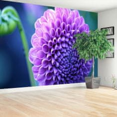 tulup.cz Fototapeta fialová dahlia Fototapeta Samolepící 104x70 cm