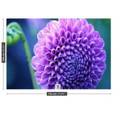 tulup.cz Fototapeta fialová dahlia Fototapeta Vliesová 152x104 cm