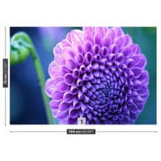 tulup.cz Fototapeta fialová dahlia Fototapeta Samolepící 104x70 cm