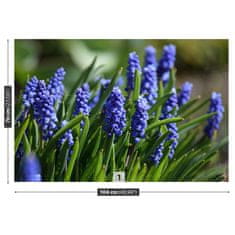 tulup.cz Fototapeta Modré hyacinty Fototapeta Vliesová 104x70 cm