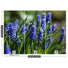 tulup.cz Fototapeta Modré hyacinty Fototapeta Samolepící 312x219 cm