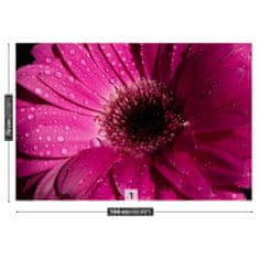 tulup.cz Fototapeta Fialová Gerbera Fototapeta Samolepící 104x70 cm