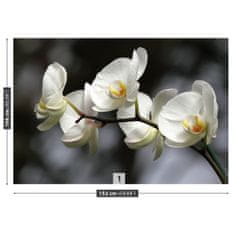 tulup.cz Fototapeta Bílá orchidej Fototapeta Samolepící 152x104 cm