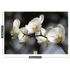 tulup.cz Fototapeta Bílá orchidej Fototapeta Vliesová 104x70 cm