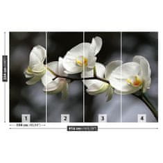 tulup.cz Fototapeta Bílá orchidej Fototapeta Samolepící 416x254 cm