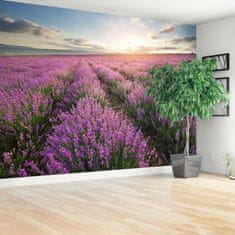 tulup.cz Fototapeta Lavender louka Fototapeta Samolepící 208x146 cm