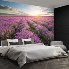 tulup.cz Fototapeta Lavender louka Fototapeta Samolepící 208x146 cm