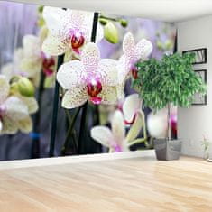 tulup.cz Fototapeta Květy orchidejí Fototapeta Samolepící 104x70 cm