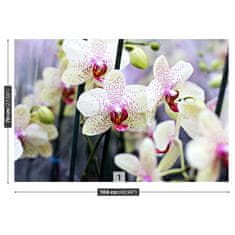 tulup.cz Fototapeta Květy orchidejí Fototapeta Samolepící 104x70 cm