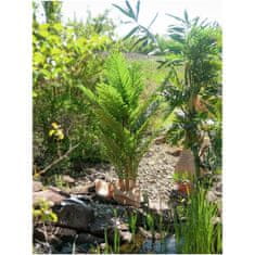 Europalms Kentia palma, 140 cm