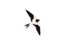 BeWooden Brož Swallow černo-bílá One size
