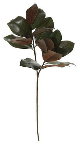 Shishi Magnolie listy, 88 cm