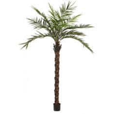 Europalms Kentia palma deluxe, 300cm