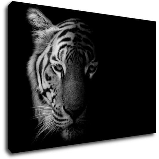 Impresi Obraz Tygr černobílý