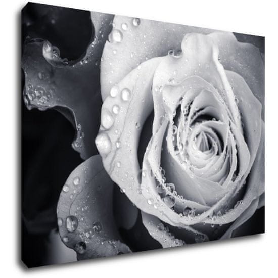 Impresi Obraz Černobílá růže s kapkami vody