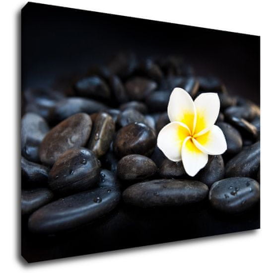 Impresi Obraz Bílý květ na černých kamenech