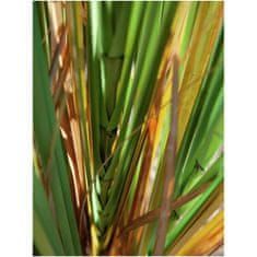 Europalms Orobinec, říční rákosí s doutníky, 150 cm