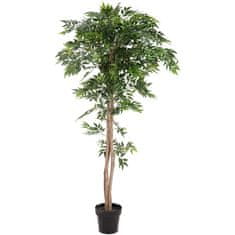 Europalms Ficus longifolia, 165cm