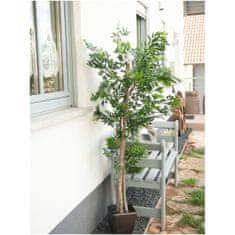 Europalms Ficus longifolia, 165cm