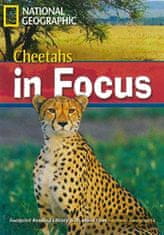 National Geographic FOOTPRINT READING LIBRARY: LEVEL 2200: CHEETAHS IN FOCUS (BRE)