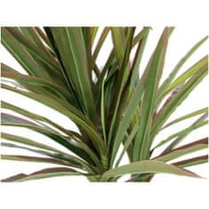 Europalms Dracena zeleno-červená, 120 cm