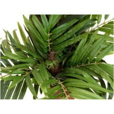 Europalms Palma Areca, 170cm