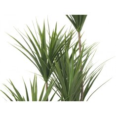 Europalms Palma Yucca, 130cm