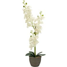 Europalms Orchidej se smetanovými květy, 80 cm