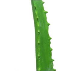 Europalms Aloe vera, 63 cm