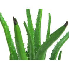 Europalms Aloe vera, 63 cm