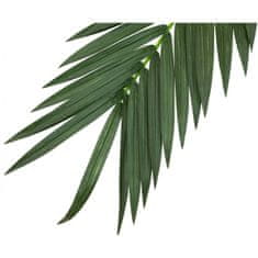 Europalms Palma list - kokos královský (kus), 210 cm