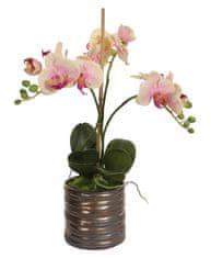 Shishi Orchidej (Phalaenopsis) s květináčem růžovo-žlutá, 40 cm