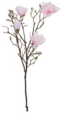 Shishi Magnolie růžová, 115 cm