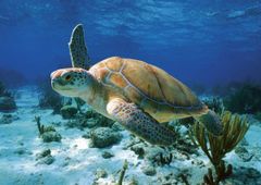 Puzzle Mořská želva - Kareta
