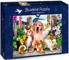 Blue Bird Puzzle Dobrá společnost