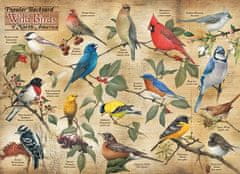 Cobble Hill Puzzle Ptáci severní Ameriky