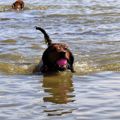 DINGO Plovoucí míč na šňůrce pro hraní ve vodě 'Bibi', růžová