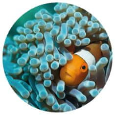 Vidaxl WallArt Kulatá fototapeta Nemo the Anemonefish, 142,5 cm